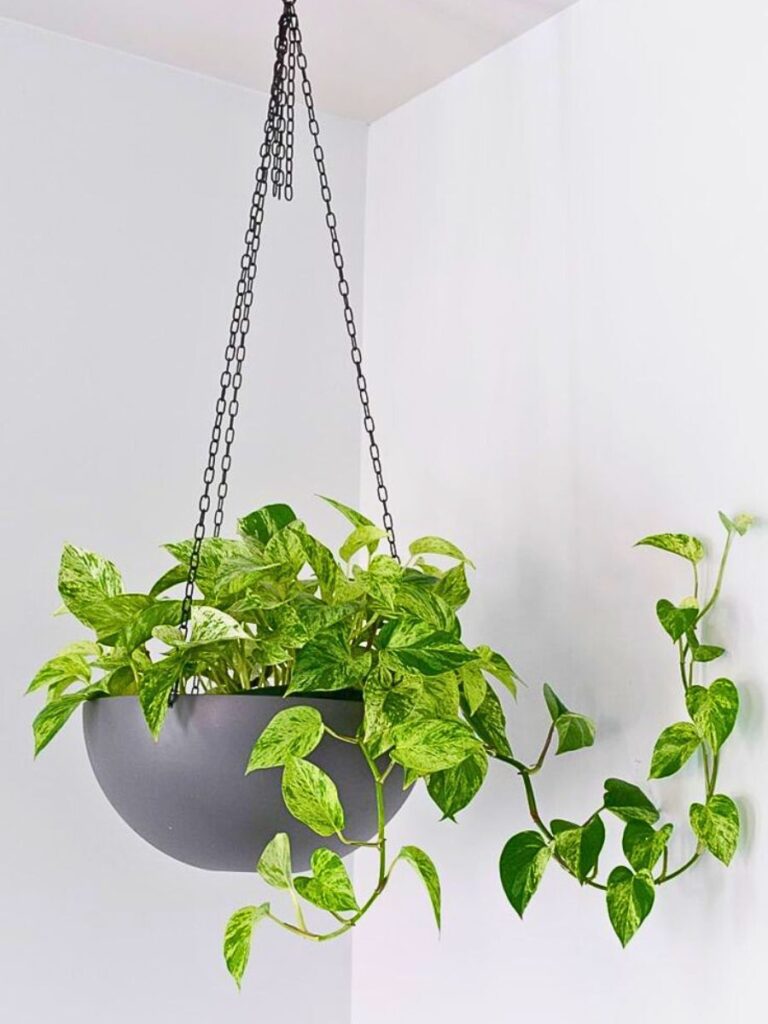 Hanging Plants